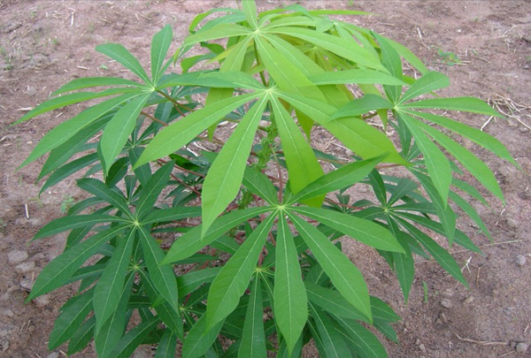 Cassava starch