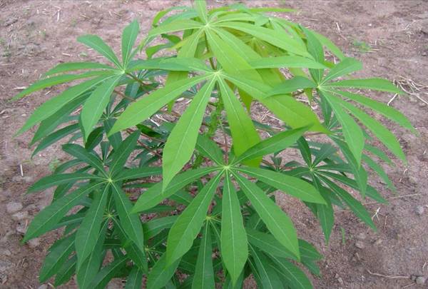 Cassava starch